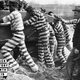 Convicts from the Bibb County, Ga., jail shovelling earth on March 19, 1937, more than 70 years after the convict lease system was put in place. And so it continues.